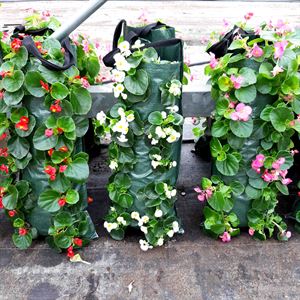 Afbeelding van Wandhangers Begonia